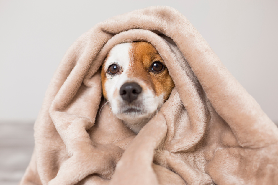 A dog is wrapped in a blanket and looking at the camera.
