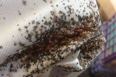 Bed Bugs Mattress - Pest Control in Johnstown, PA