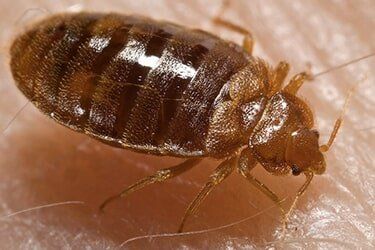 Bed Bug on skin - Pest Control in Johnstown, PA