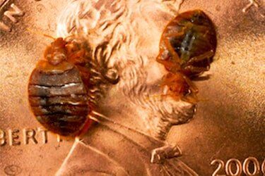 Bed Bugs on Coin — Pest Control in Johnstown, PA