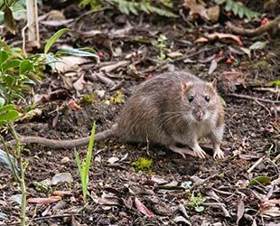 Rats - Pest Control in Johnstown, PA