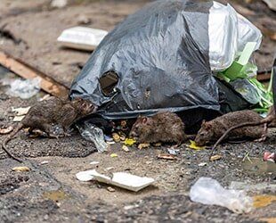 Garbage Rats - Pest Control in Johnstown, PA