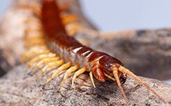 Centipede — Pest Control in Johnstown, PA