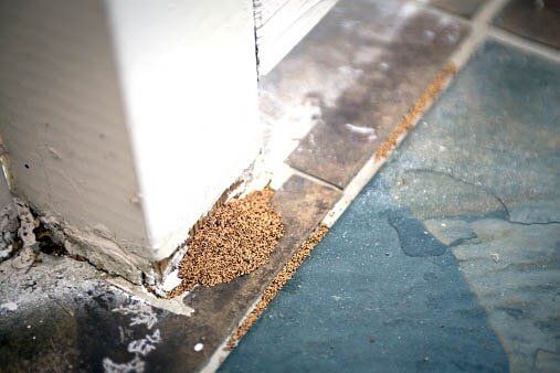 Carpenter Ant Frass- Pest Control in Johnstown, PA