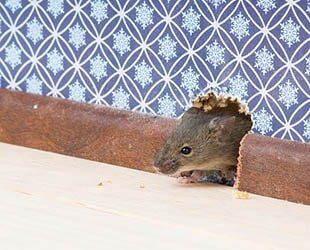 Rodents - Pest Control in Johnstown, PA