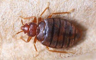 Bed Bugs — Pest Control in Johnstown, PA