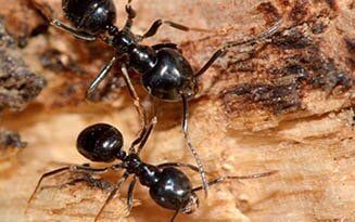 Black Ants — Pest Control in Johnstown, PA