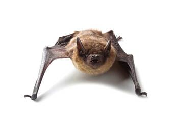 Bats - Pest Control in Johnstown, PA