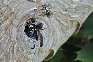 Bald Faced Hornet — Bee Control in Johnstown, PA