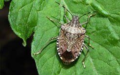 Stink Bug — Pest Control in Johnstown, PA