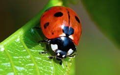 Ladybug — Pest Control in Johnstown, PA
