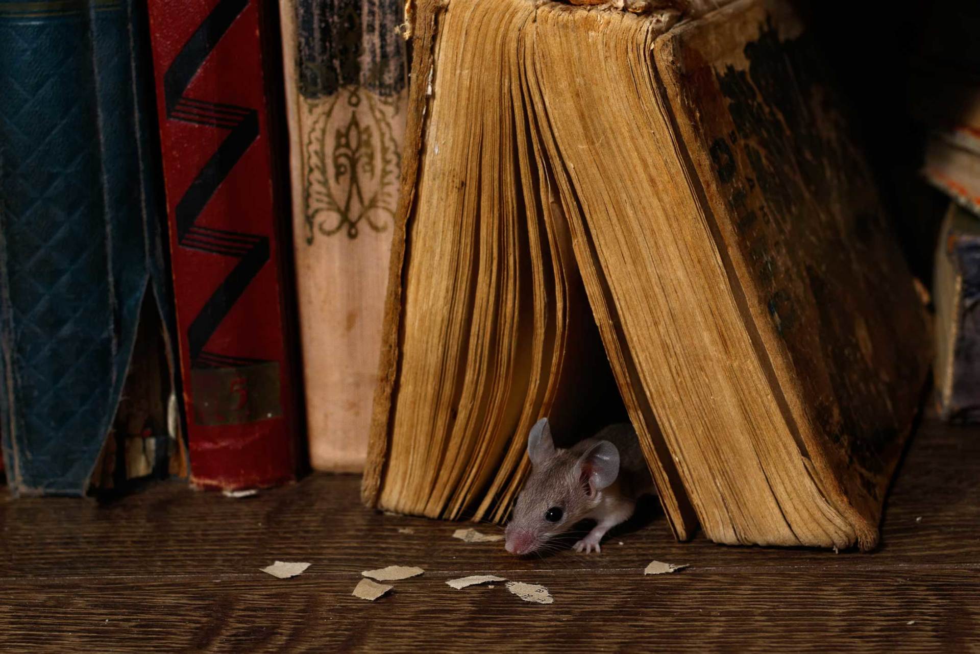 Mouse Under The Book — Bedford, PA — Able Pest Control
