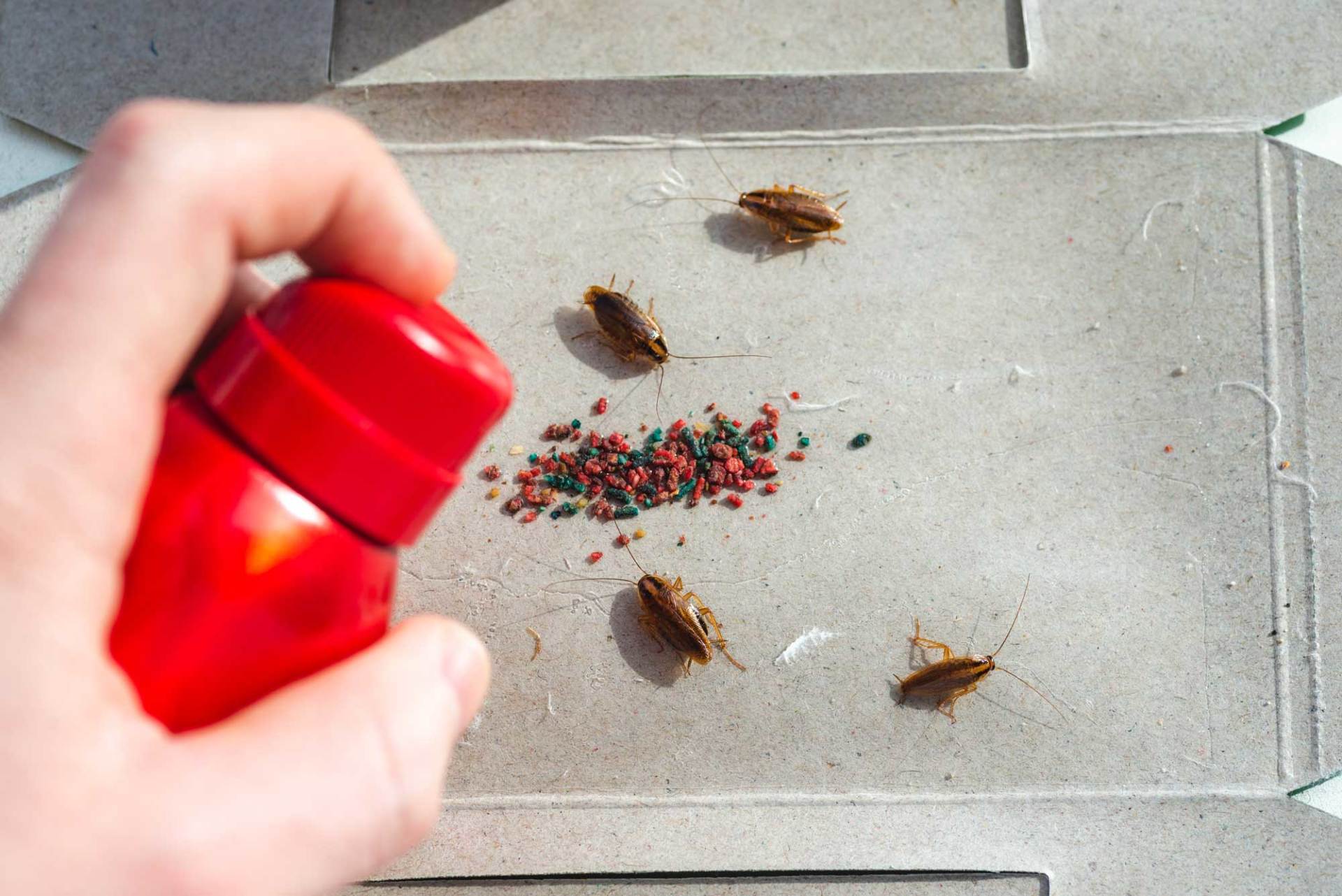 Spraying Pesticides On Cockroaches — Bedford, PA — Able Pest Control