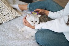 Person petting a white cat on a couch while brushing its head with a purple comb