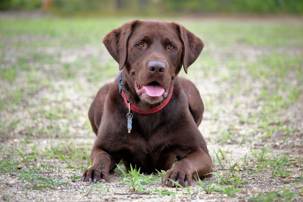 A brown dog with a red collar is laying on the ground.