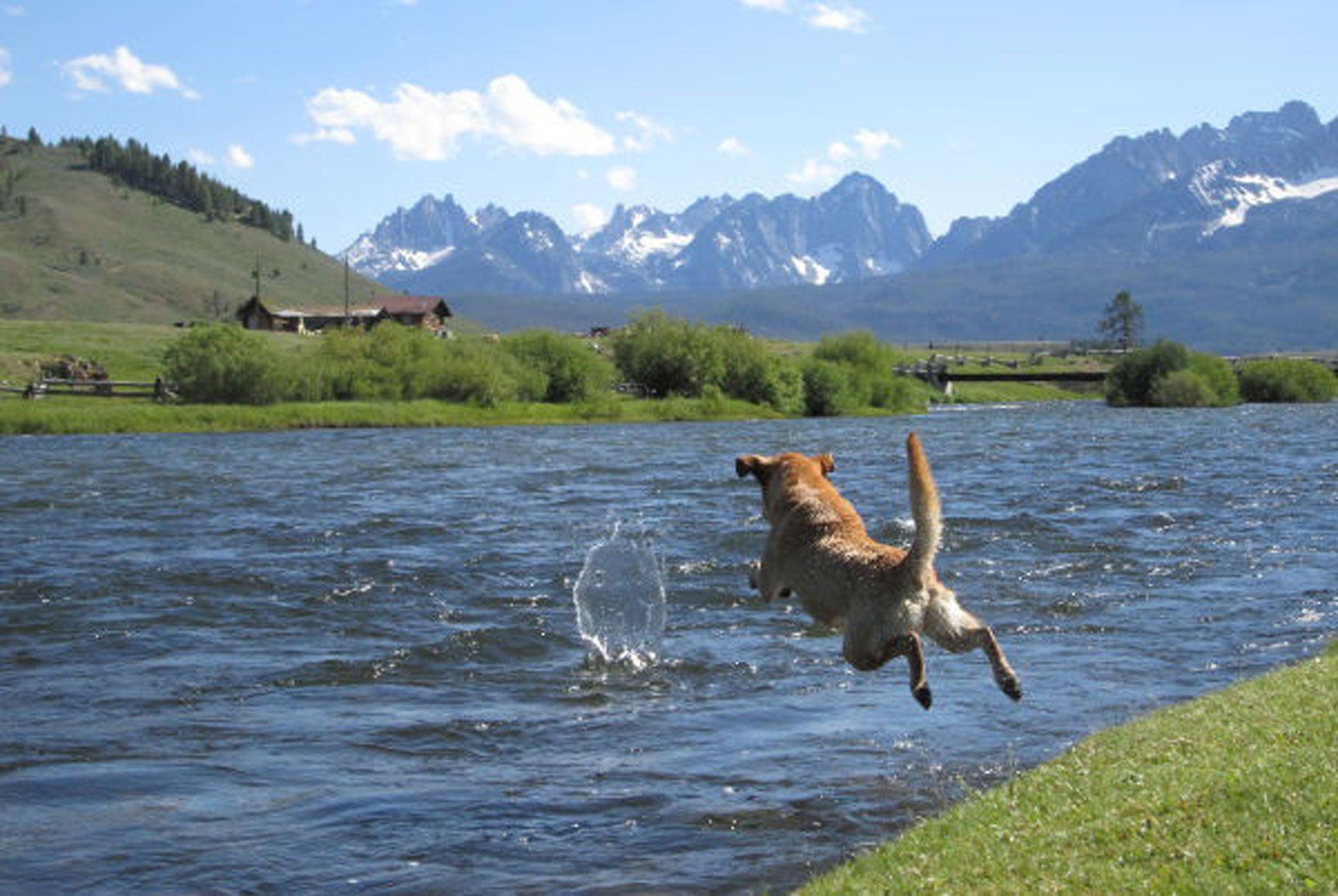 A dog is jumping into a lake with mountains in the background.