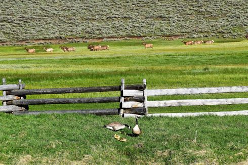 A goose is standing next to a wooden fence in a grassy field.