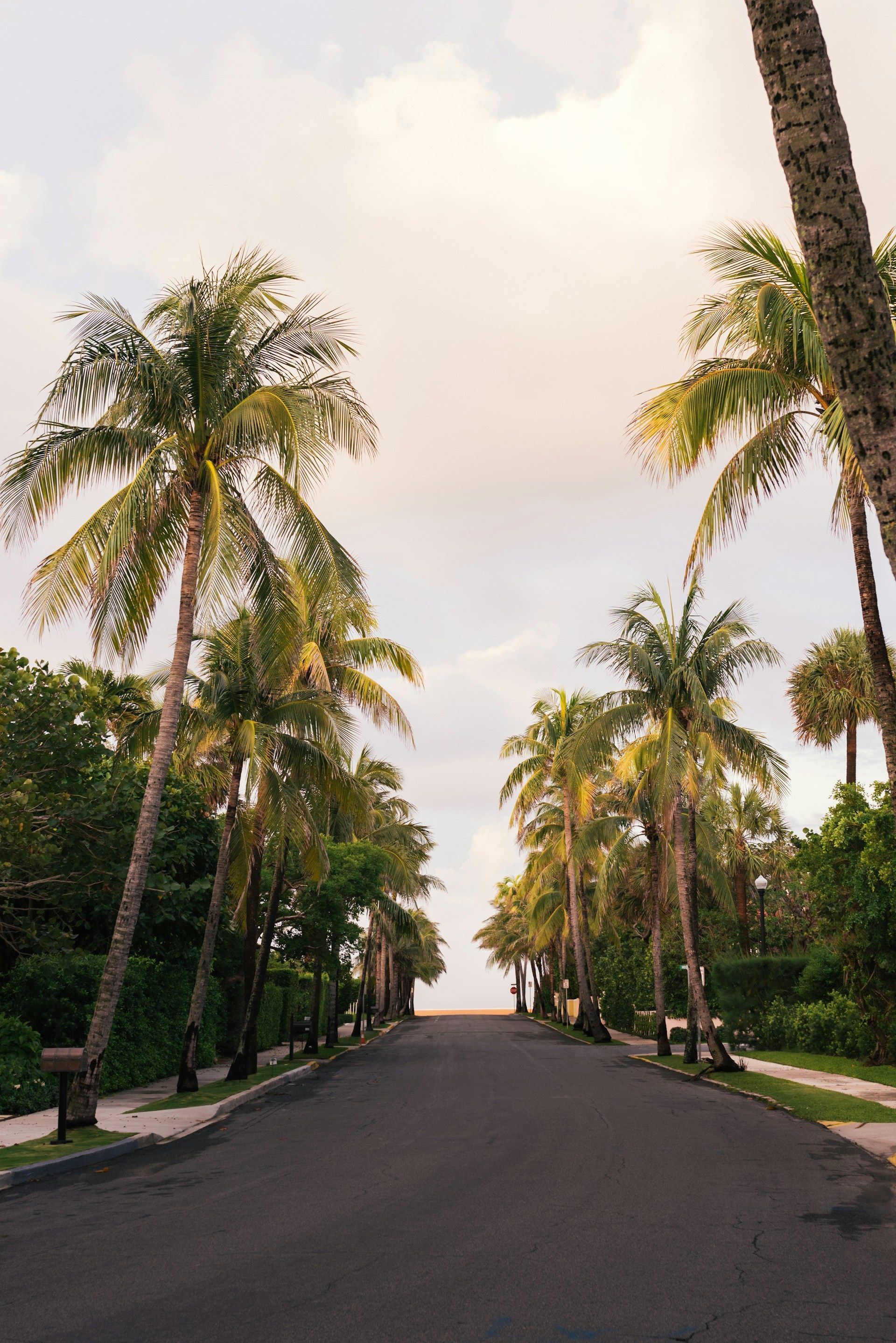 Road lined with palm trees leading to bright sky.