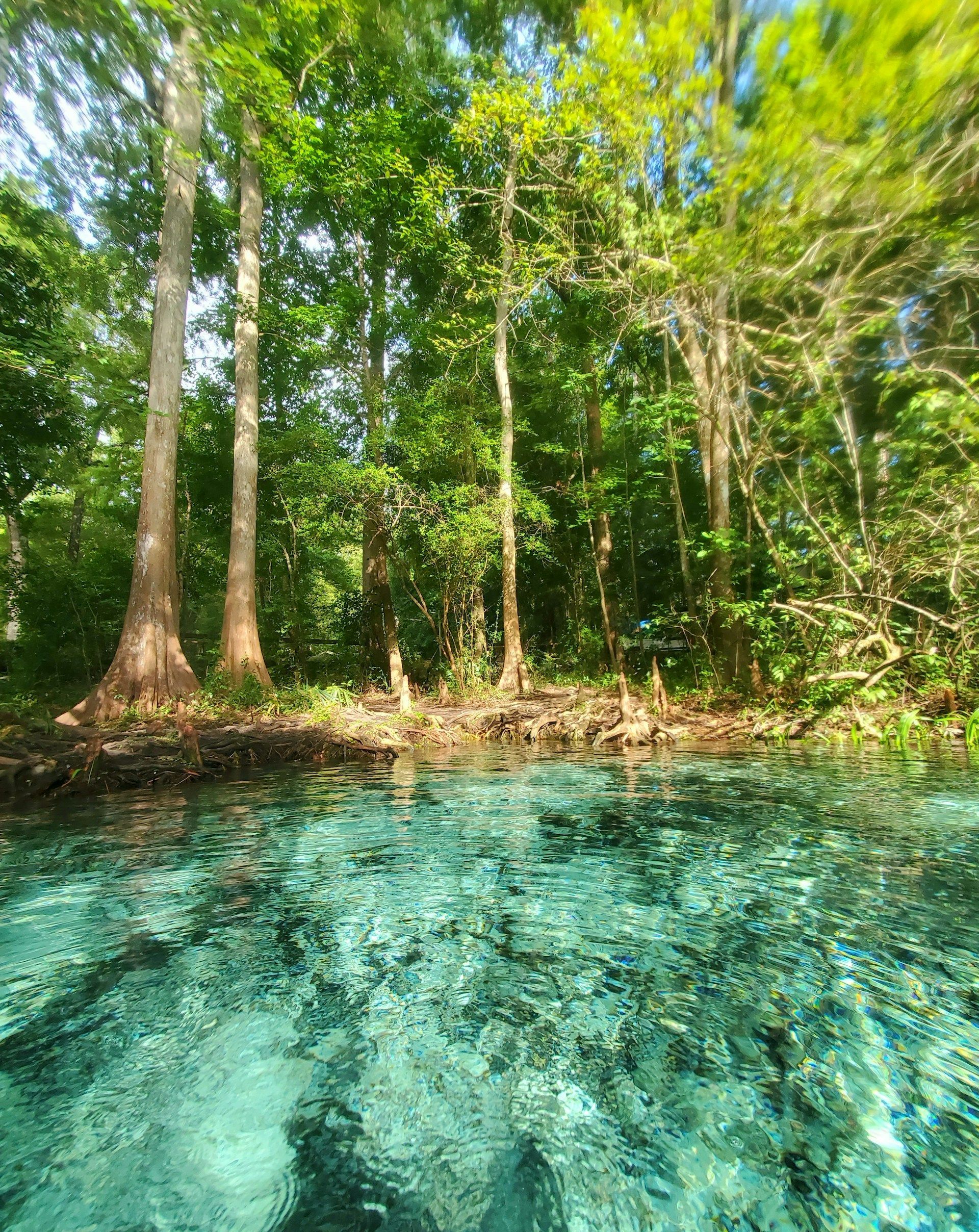 Crystal-clear turquoise water meets a lush green forest. Trees line the shoreline.