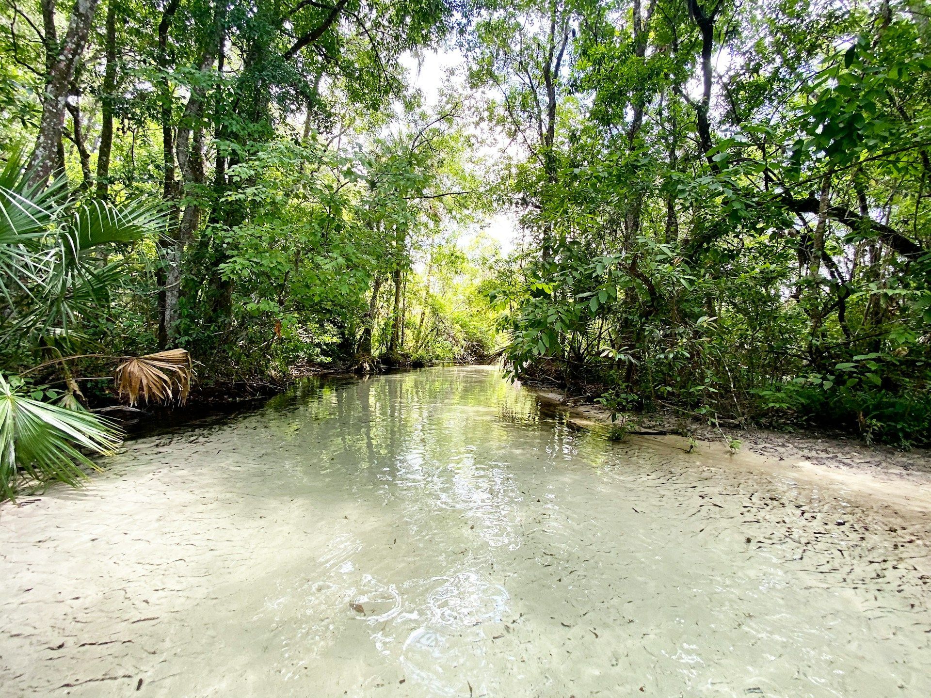 A shallow, light-colored waterway, surrounded by lush green trees, with sunlight breaking through.