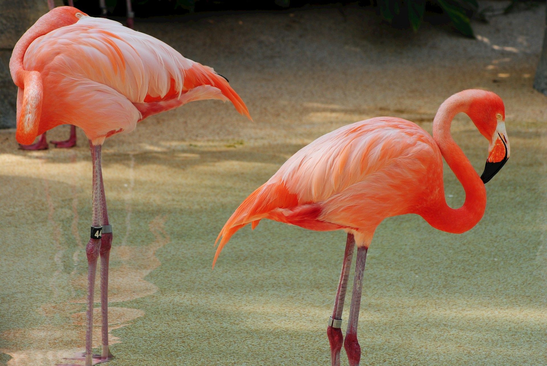 Two pink flamingos standing in shallow water, one preening, other resting.