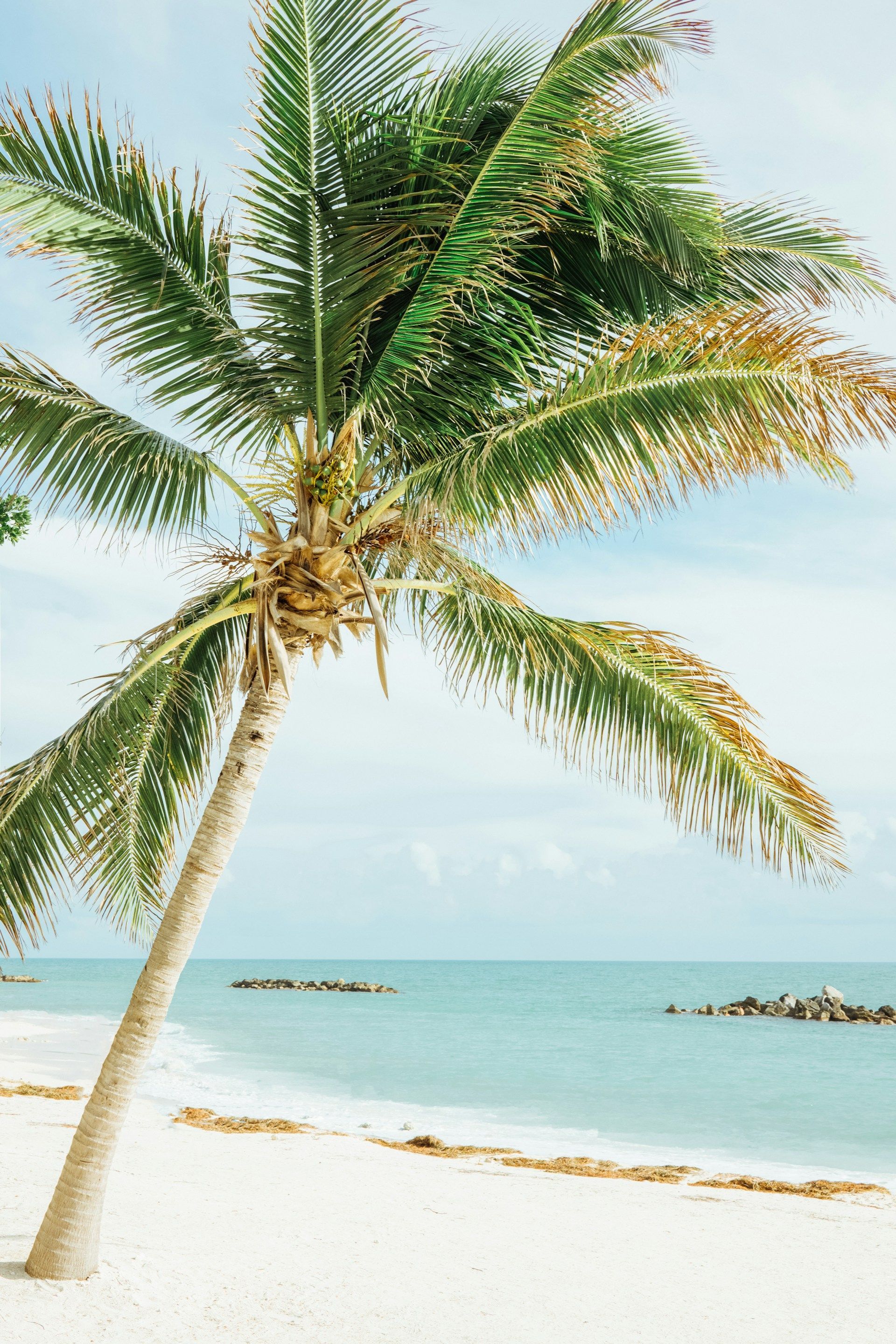 Palm tree on white sandy beach, turquoise water, blue sky.