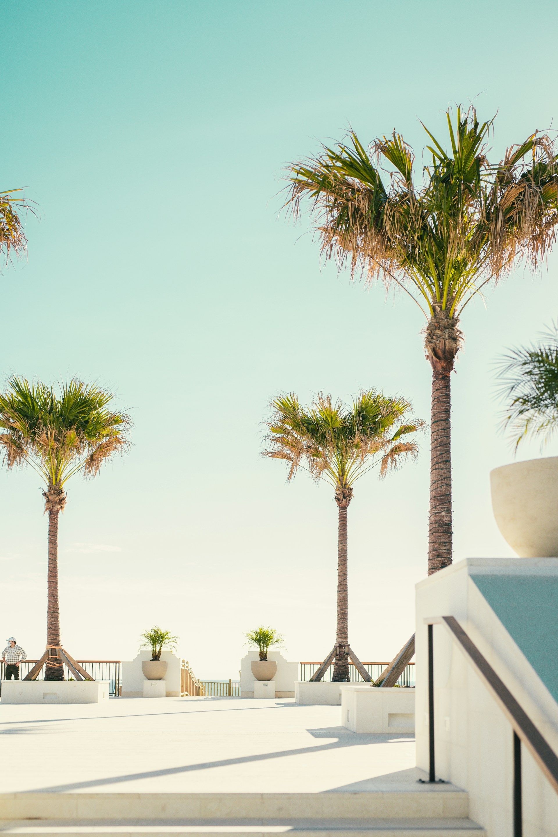 Palm trees on a white patio with blue sky backdrop.