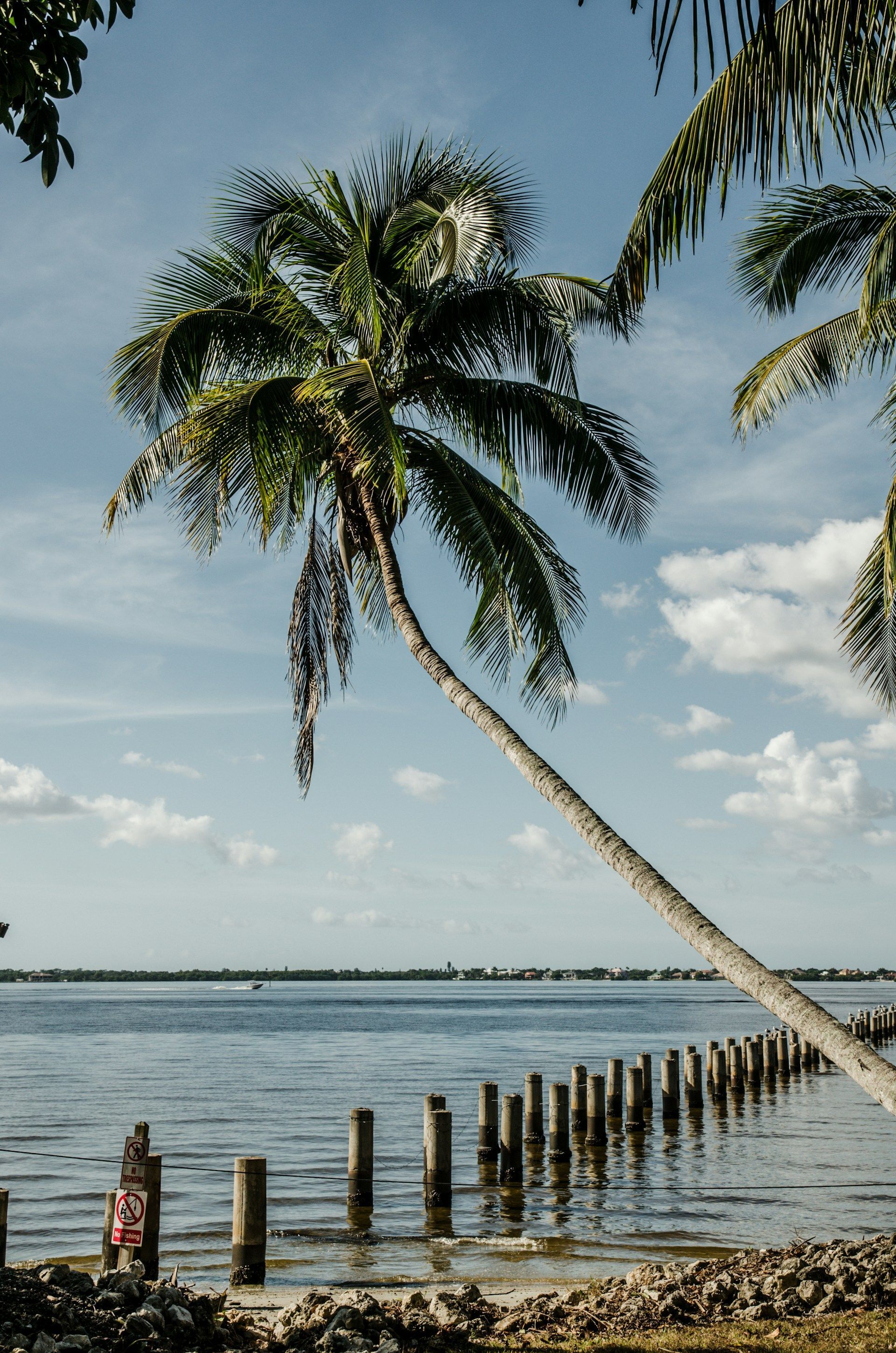 Palm tree leans over water; wooden posts lead out. Blue sky, bright day.