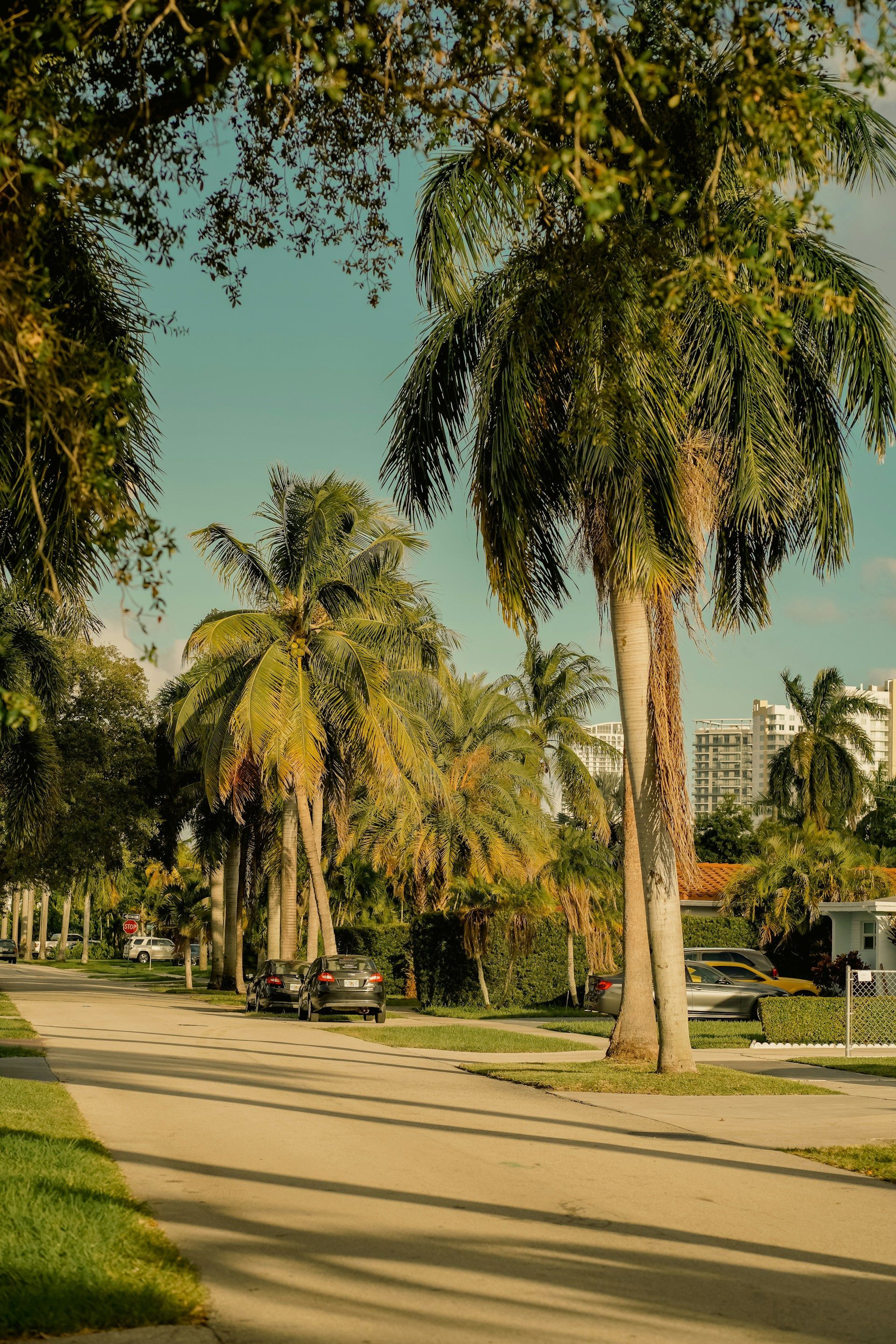 Palm-lined street with cars parked along the curb. Tall trees cast shadows on the pavement.