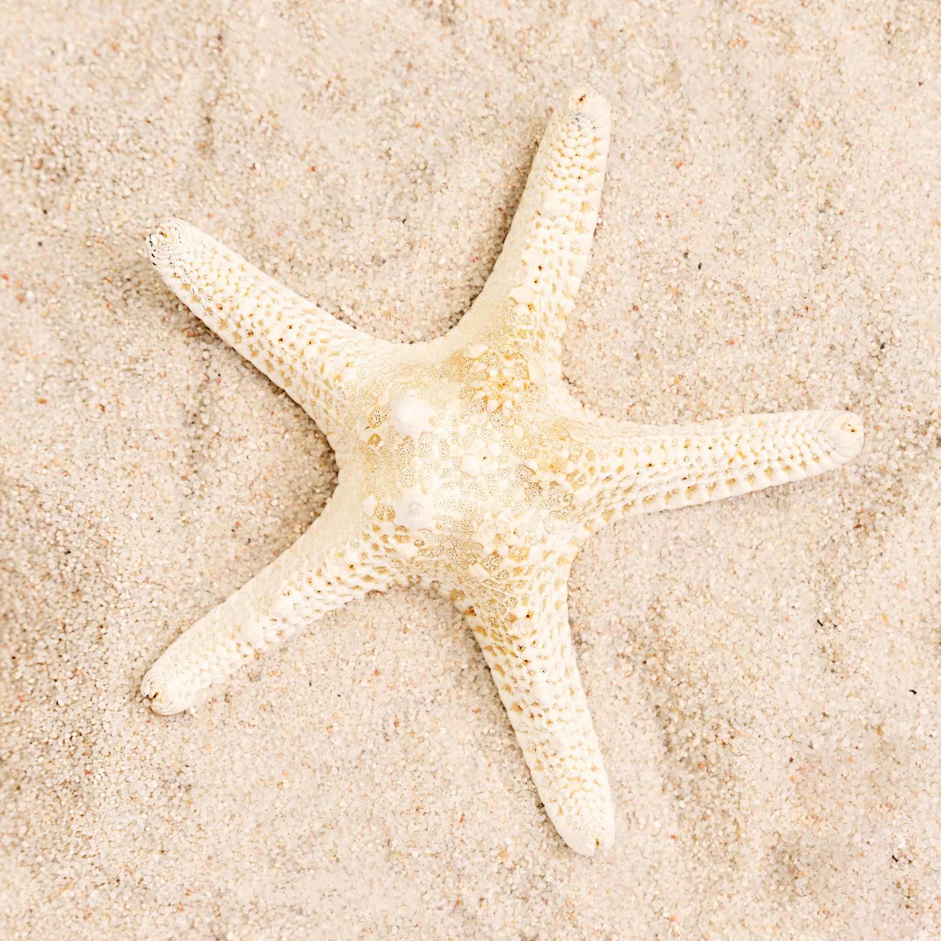 White starfish on light-colored sand.