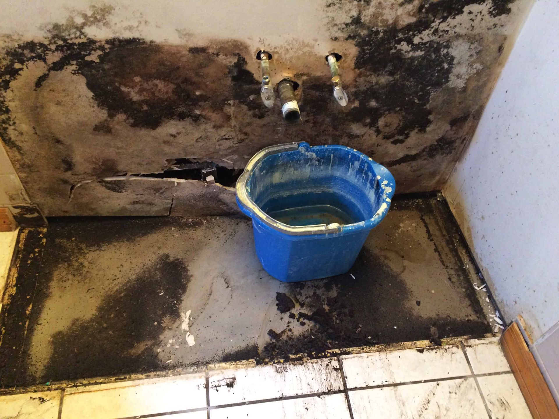 Mold Remediation