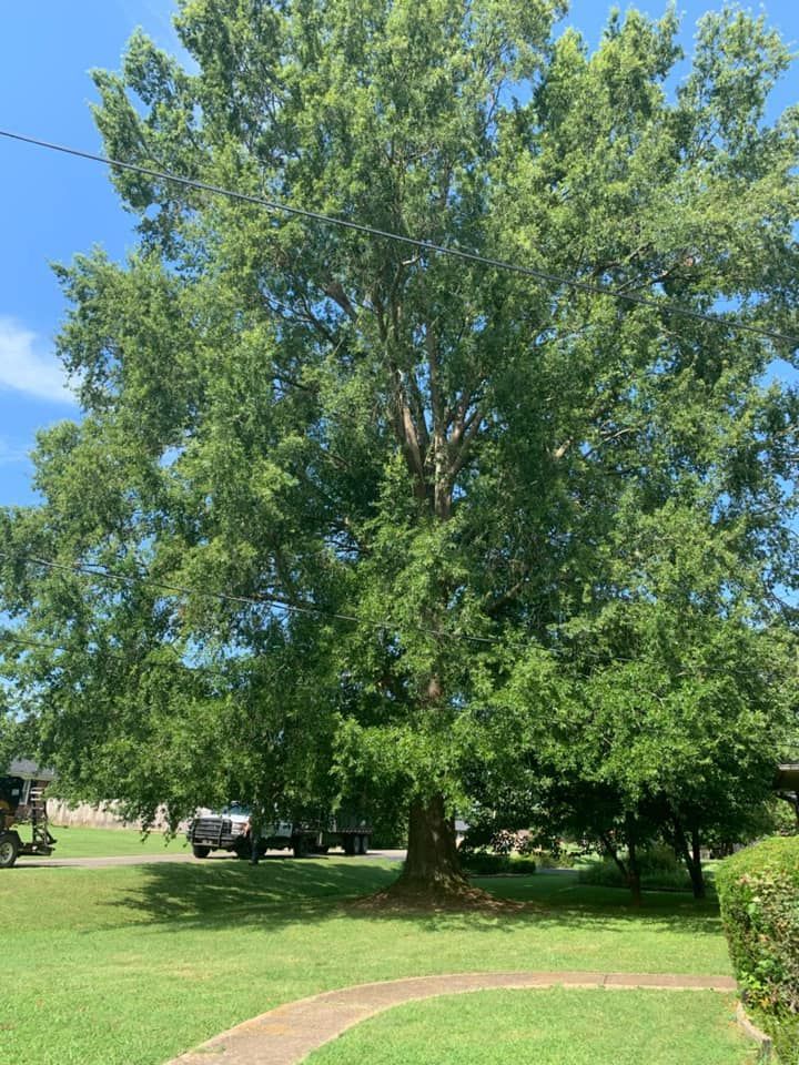 Large leafy green tree in a sunny park with grass and a blue sky