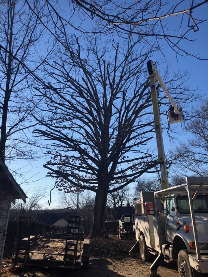 Large leafless tree beside utility truck with bucket lift in a yard on a clear blue day