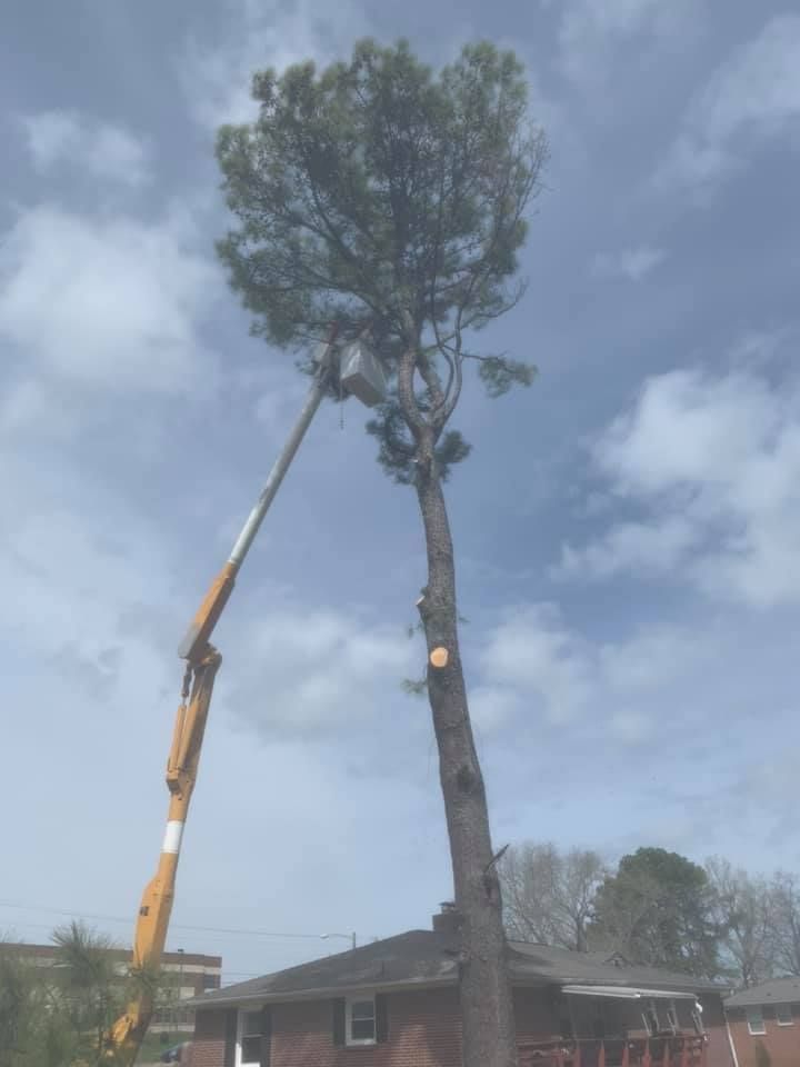Crane trimming a tall tree beside a house under a cloudy sky