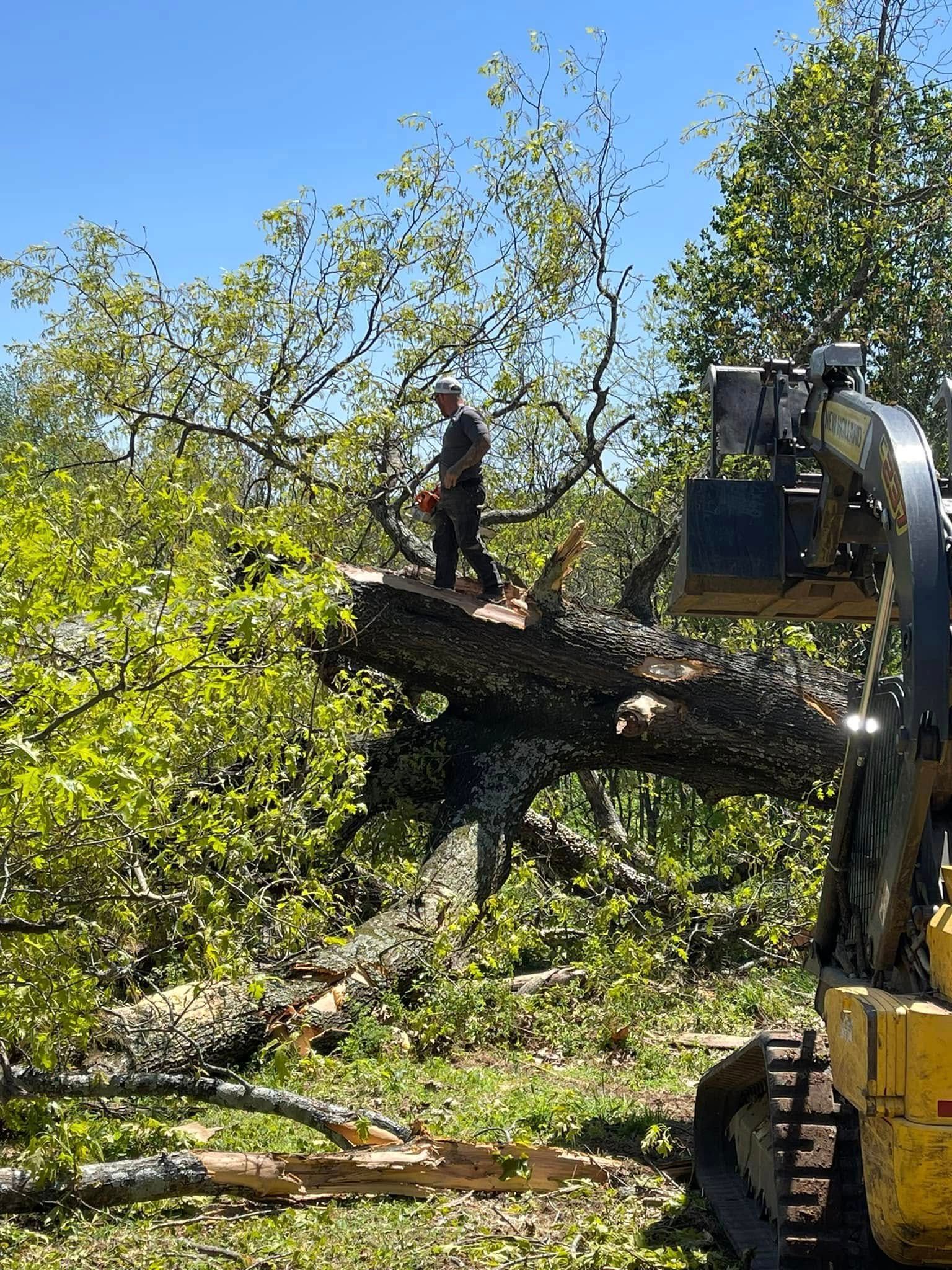 Person standing on a tree limb beside a backhoe in a leafy yard, cutting or removing branches.