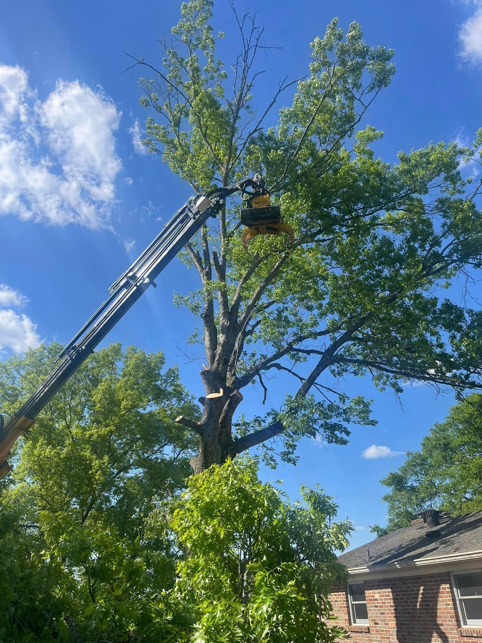 Tree worker trimming a tall tree with a bucket lift against a blue sky