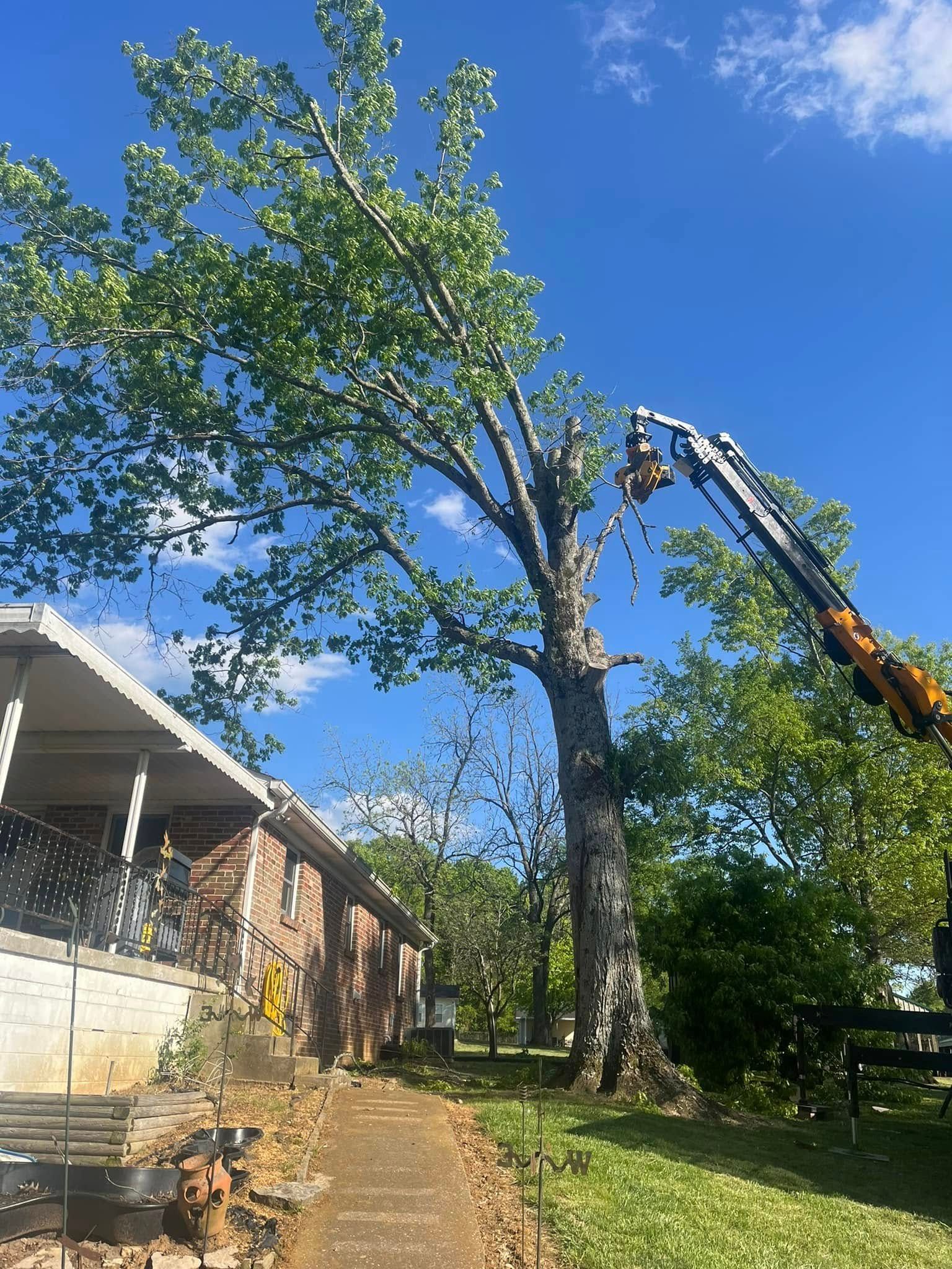 Tree being cut by a crane beside a house under a blue sky
