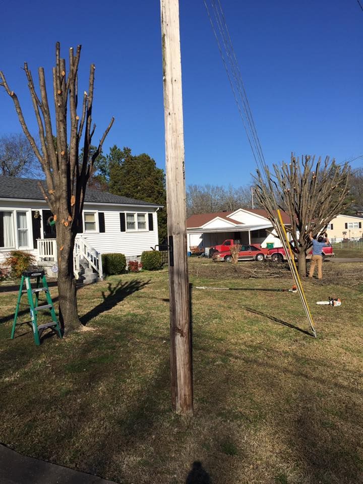 Backyard with two pruned trees, a utility pole, and houses under a clear blue sky.