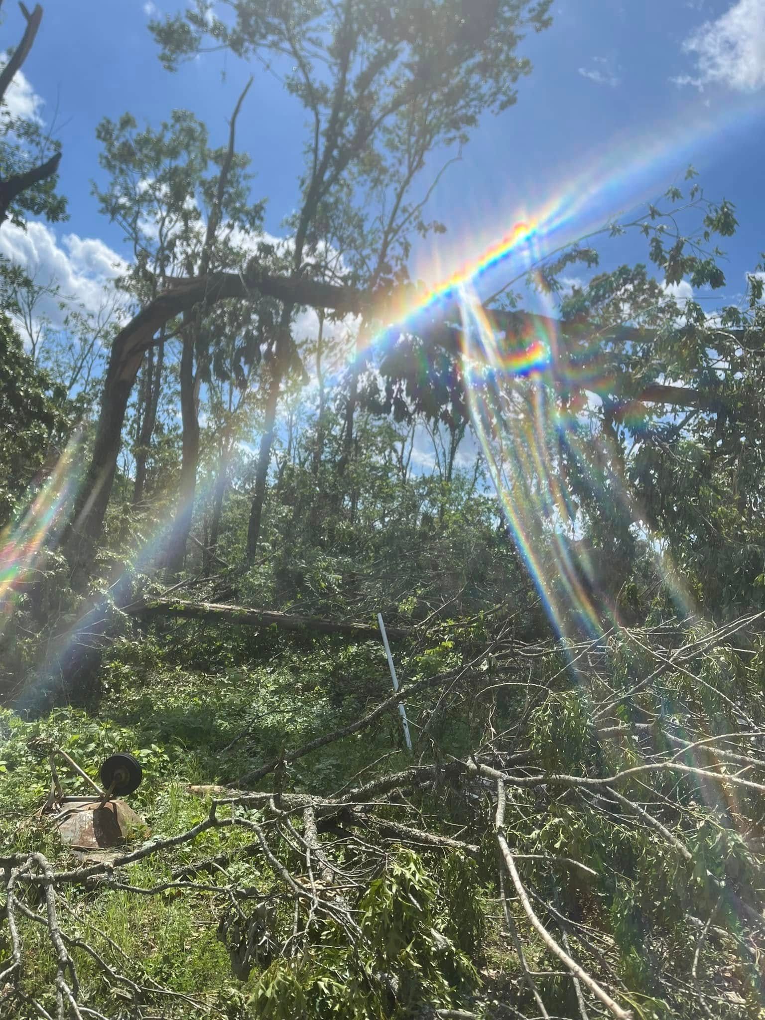 Sunlight streaming through trees and an arched garden trellis in a leafy woodland setting