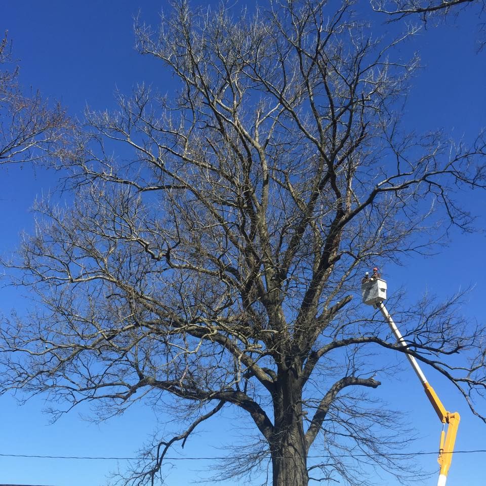 Bare tree being trimmed by a bucket lift against a bright blue sky