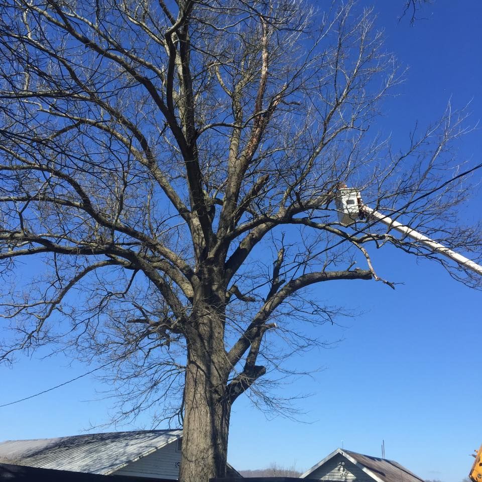 Leafless tree beside a house under a clear blue sky, with a utility truck boom reaching in from the right