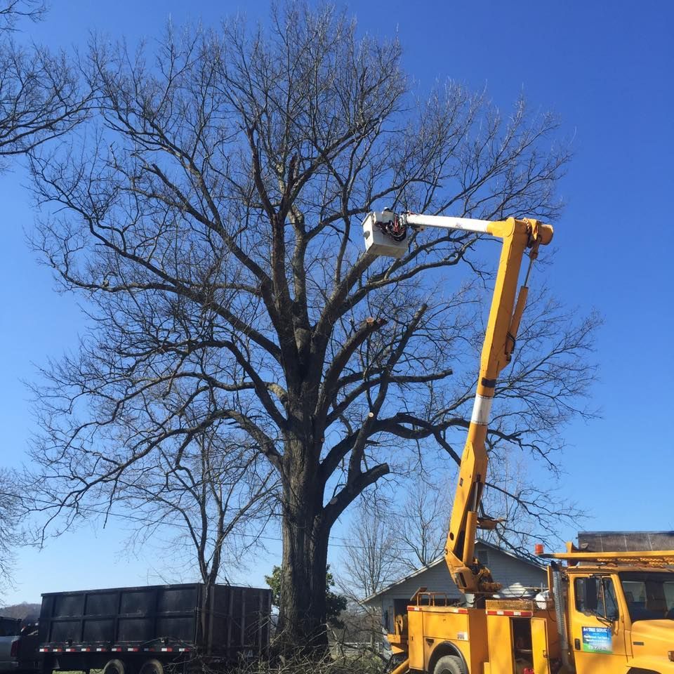 Yellow bucket truck trimming a large leafless tree on a sunny day
