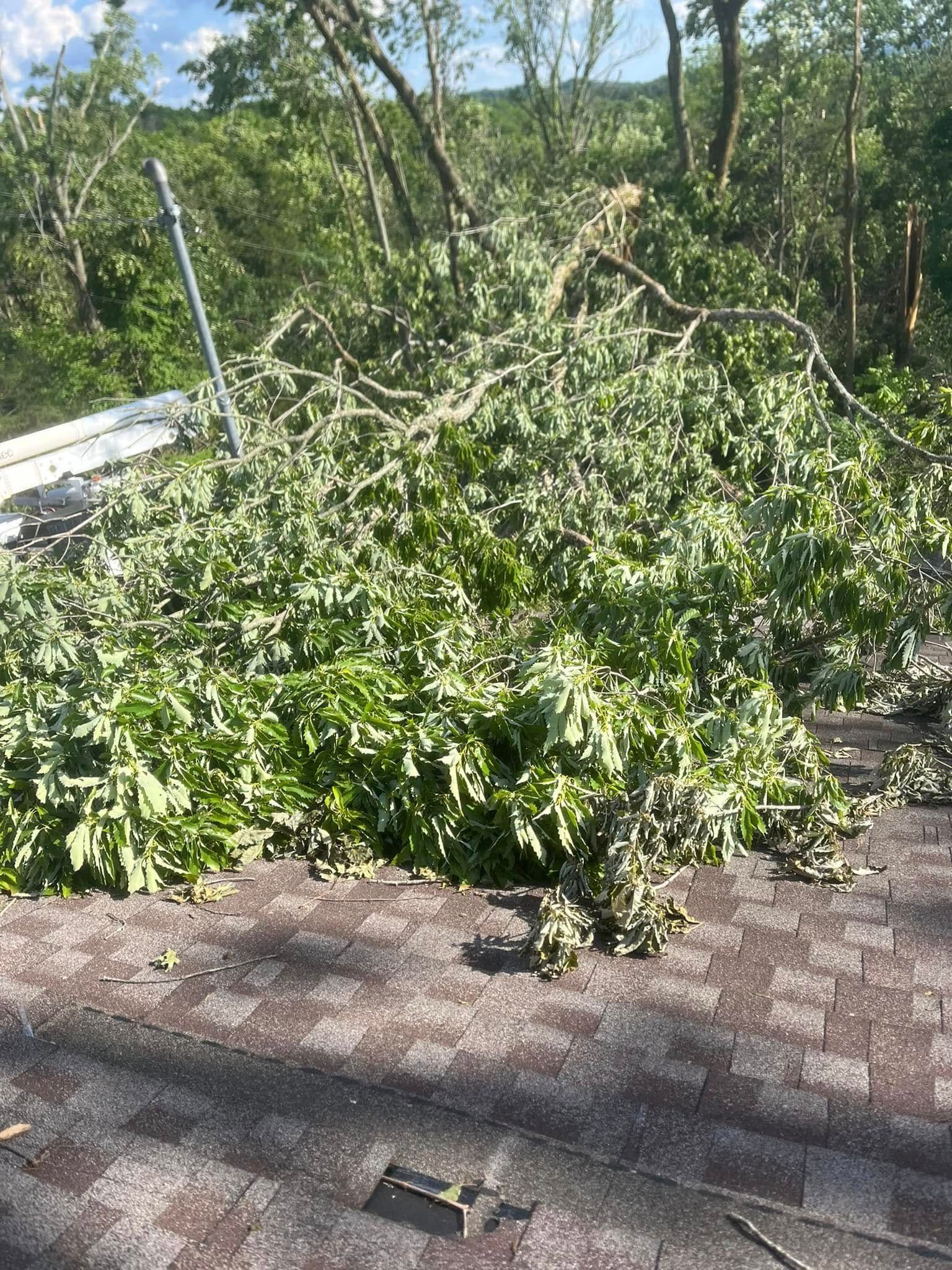 Fallen tree limbs and dense green branches blocking a brick path near a roadside guardrail in sunlight