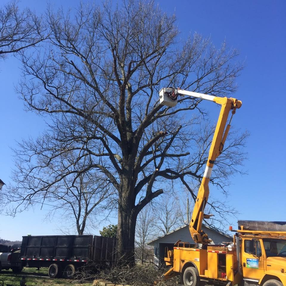 Yellow bucket truck trimming a tall leafless tree beside a black dump truck on a sunny day