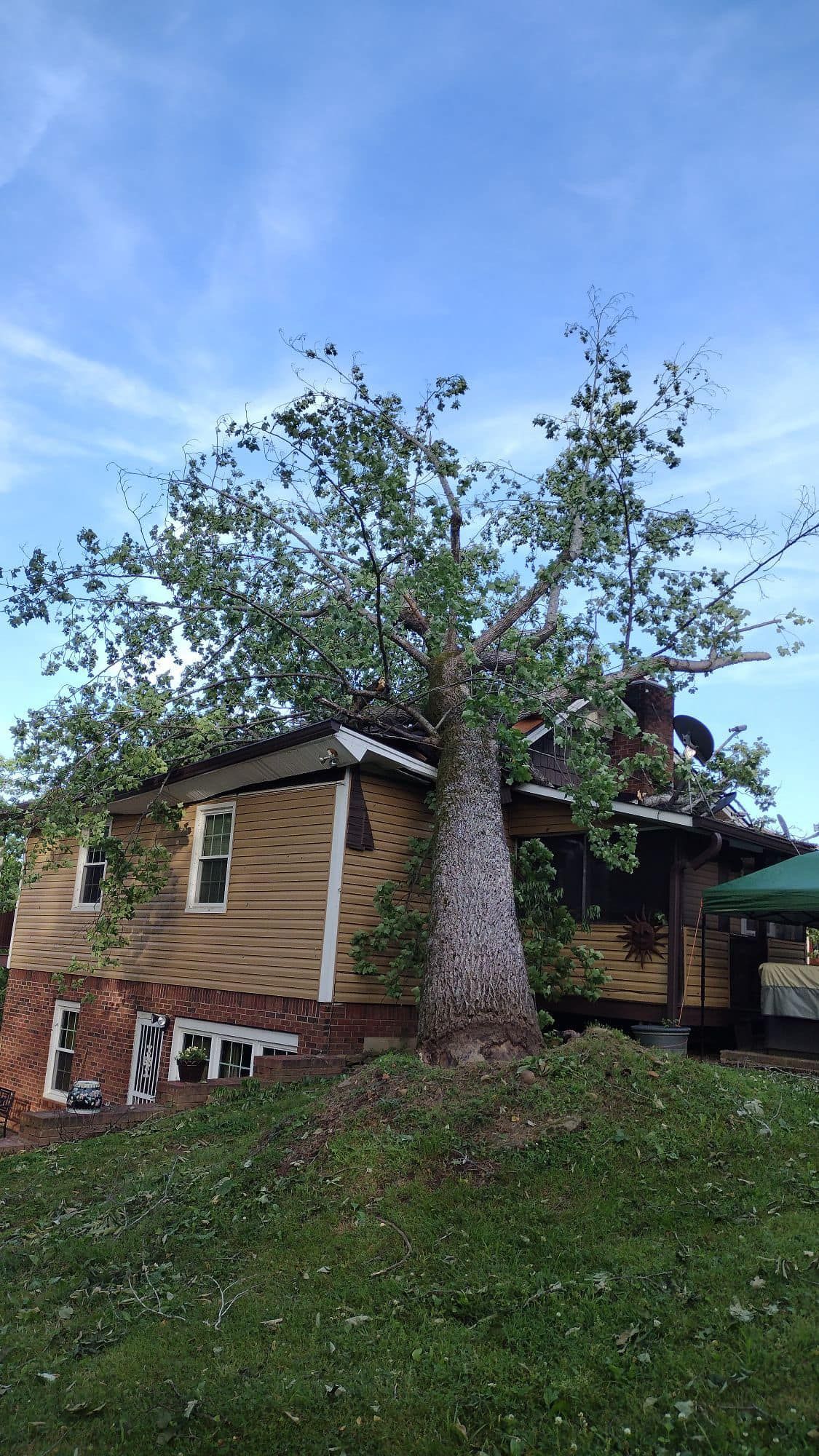 A house with a large tree growing beside it on a grassy slope.