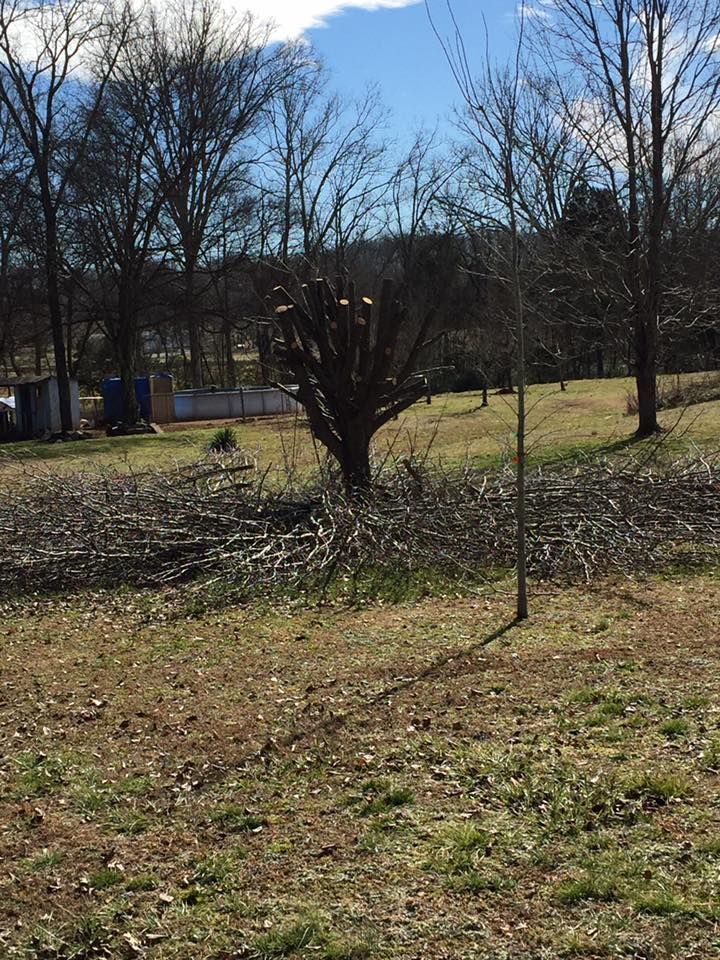 Leafless tree in a sunny yard with cut branches scattered on the ground and a house in the background