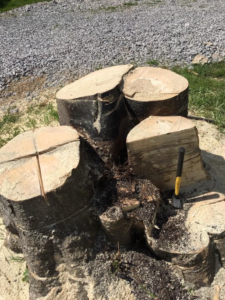 Freshly cut tree stumps clustered outdoors beside gravel, with a yellow-handled tool leaning on one stump