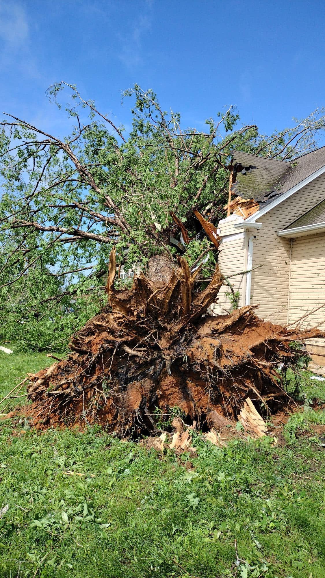 Uprooted tree with exposed roots beside a beige house on a grassy lawn under a blue sky