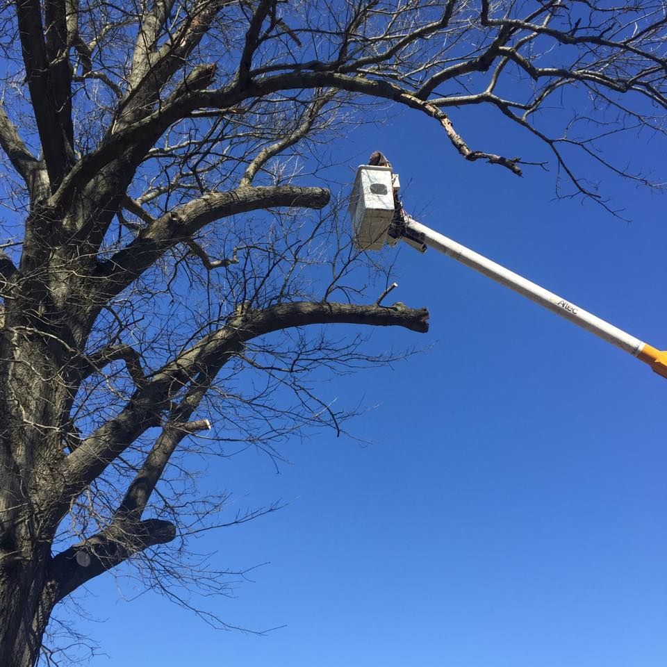 Bucket truck trimming branches on a large leafless tree against a clear blue sky