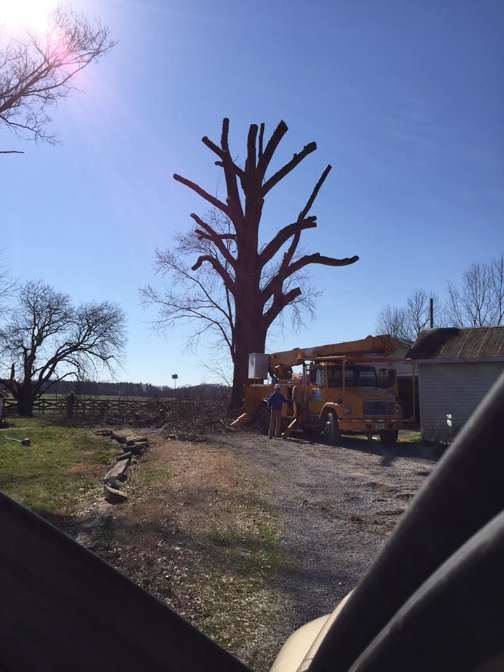 Worker trimming a tall leafless tree beside a house on a sunny day.